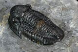 Detailed Gerastos Trilobite Fossil - Morocco #125284-2